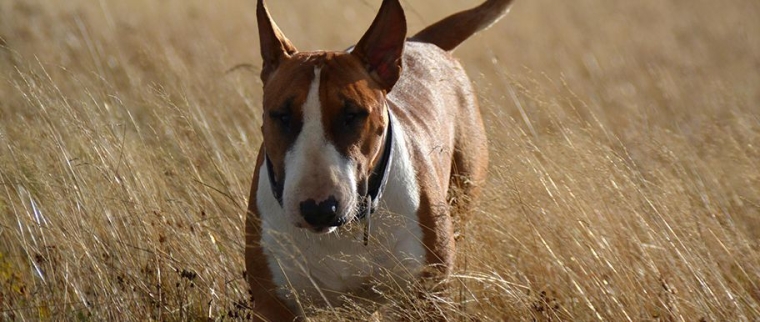 Bull Terrier marron